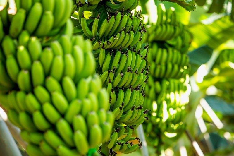 Hotel El Navio - bananenplantage